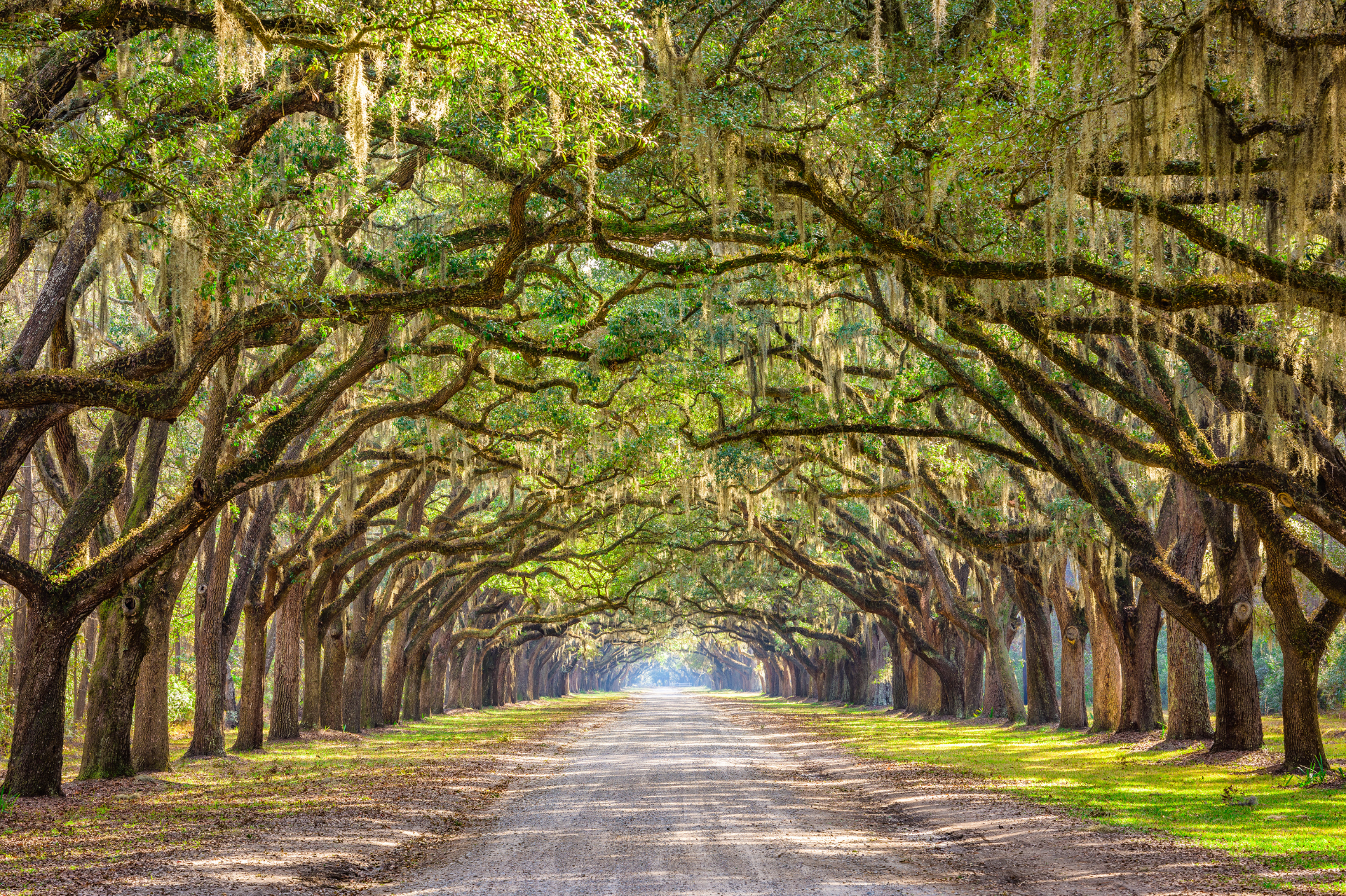 Spanish Moss Lined Road in Savannah, Georgia