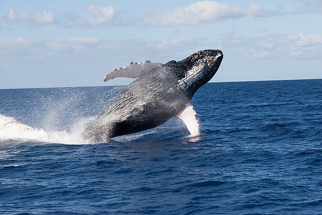 Humpback Whale Breaching Surface