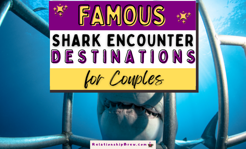 10 Top Destinations for Shark Encounters in the World